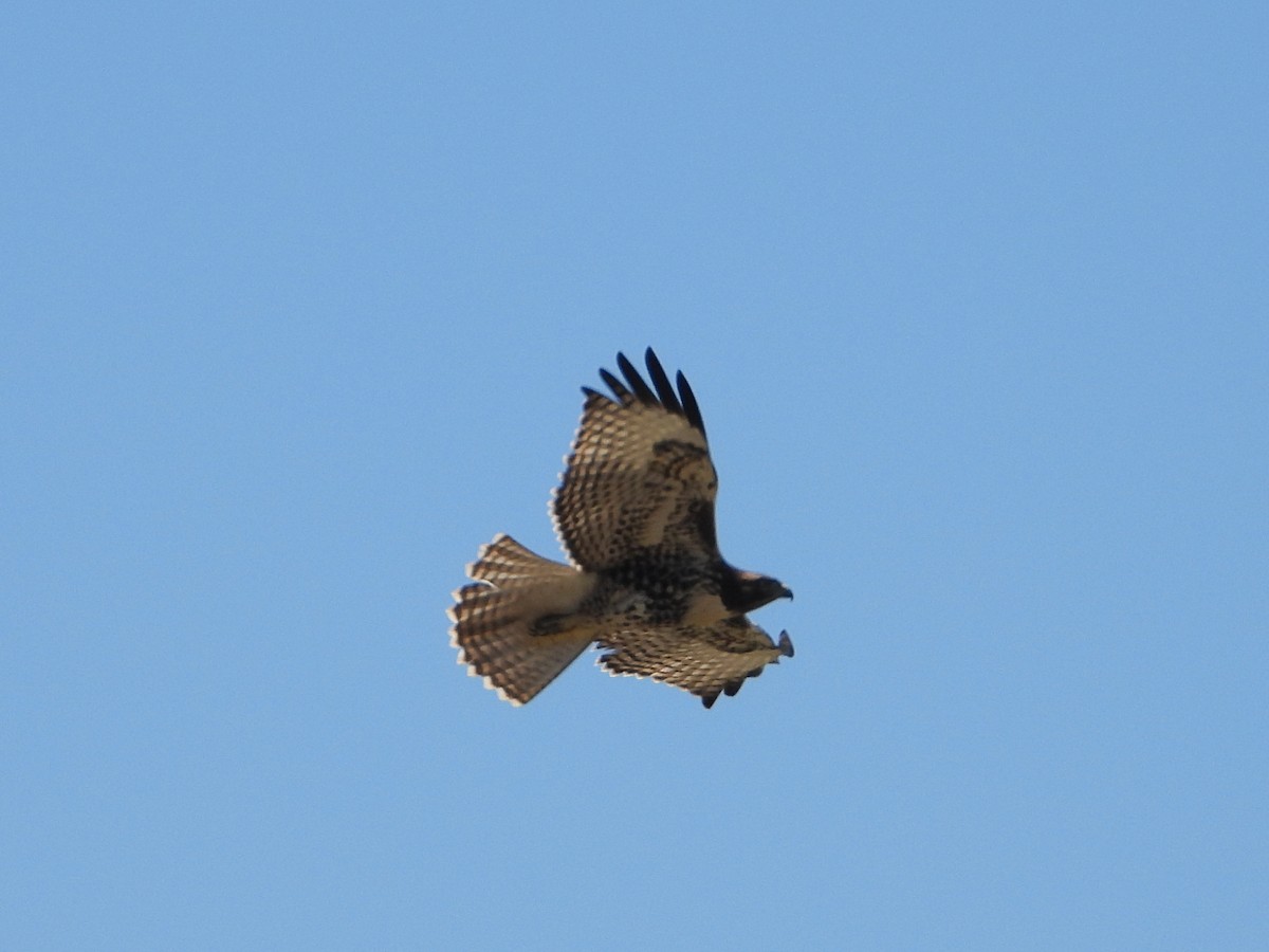 Red-tailed Hawk - ML620764699