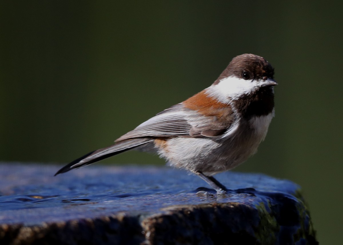 Chestnut-backed Chickadee - ML620764701