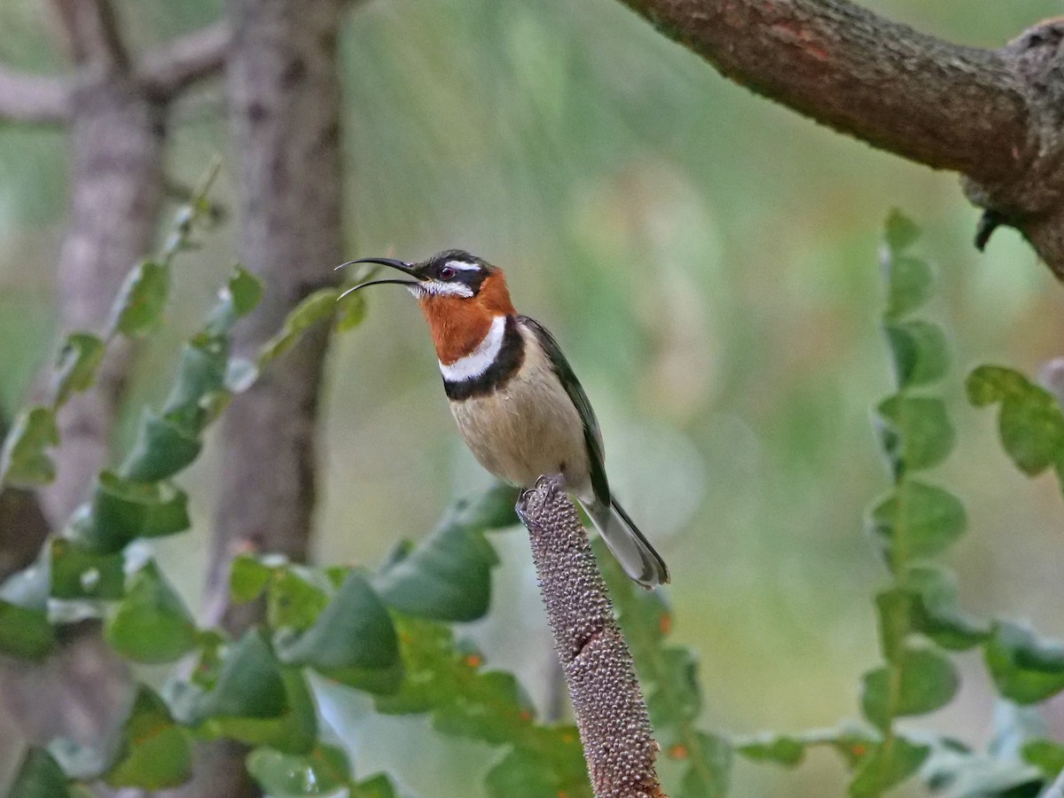 Western Spinebill - Gerald Allen