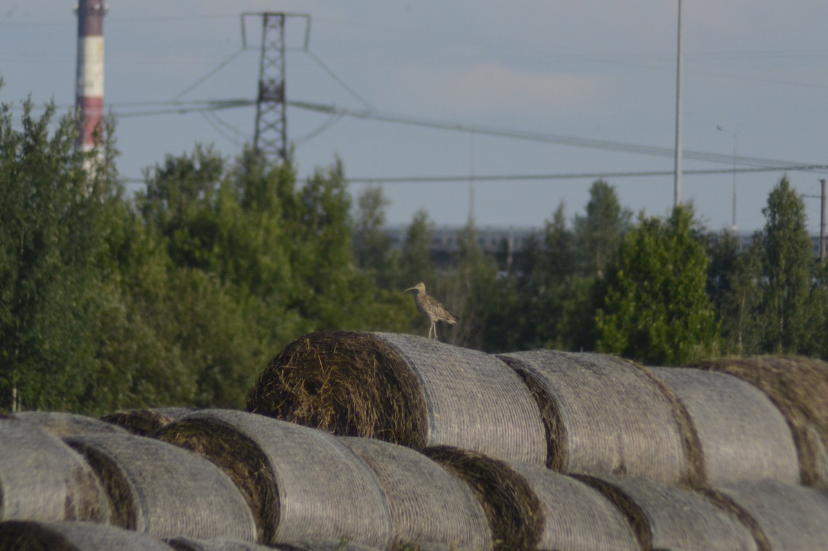 Eurasian Curlew - ML620764704