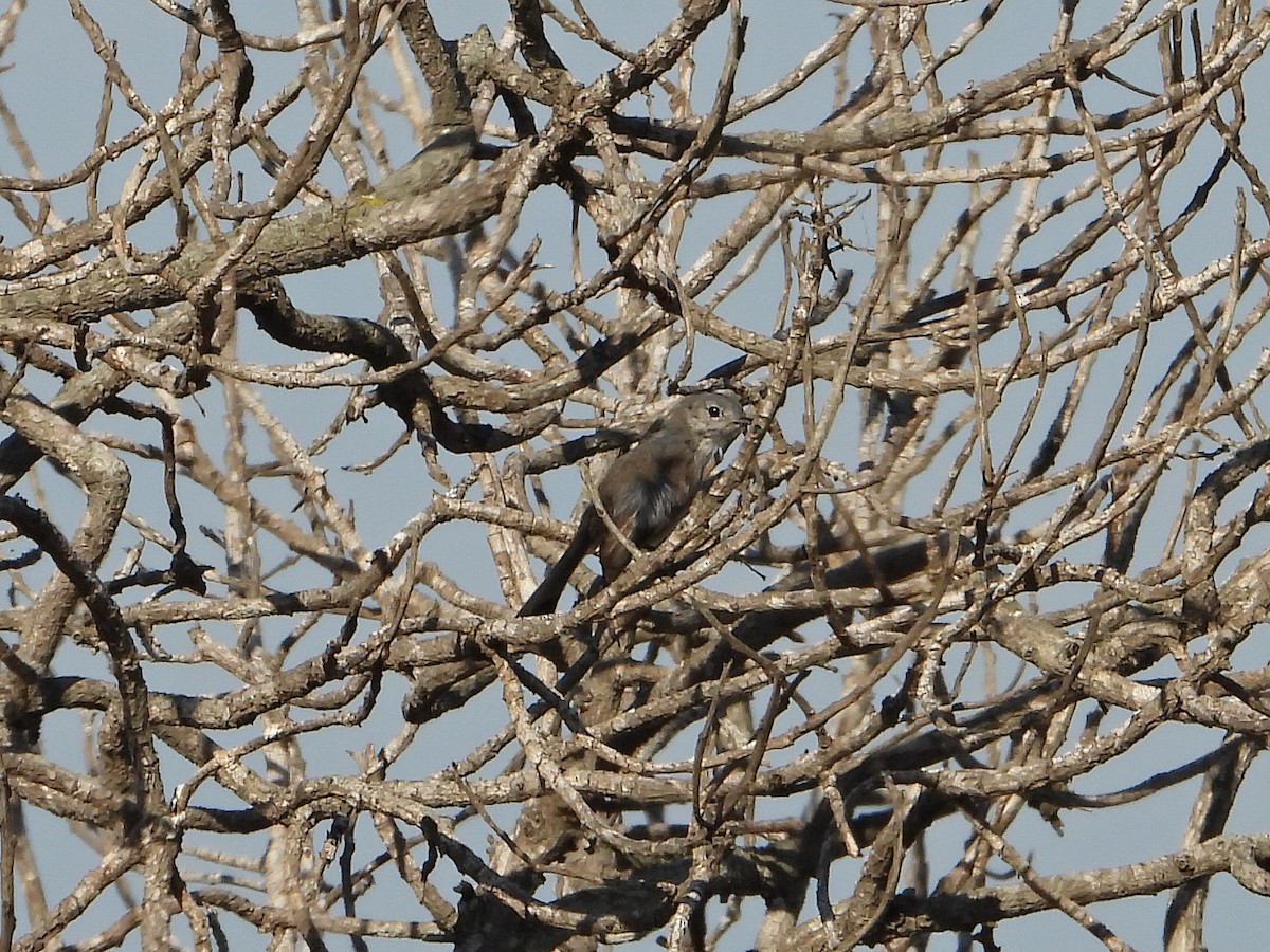 California Gnatcatcher - ML620764705