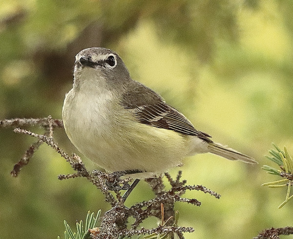 Cassin's Vireo - ML620764709