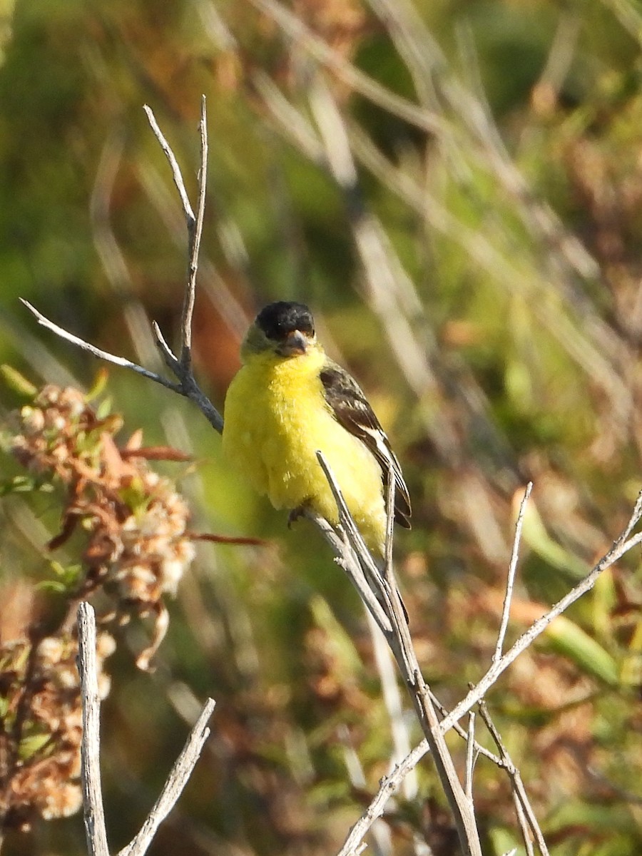 Lesser Goldfinch - ML620764713