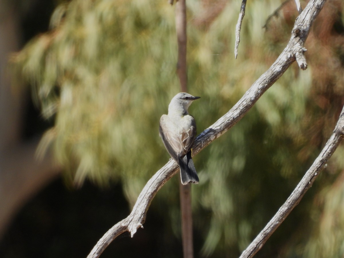 Western Kingbird - ML620764716