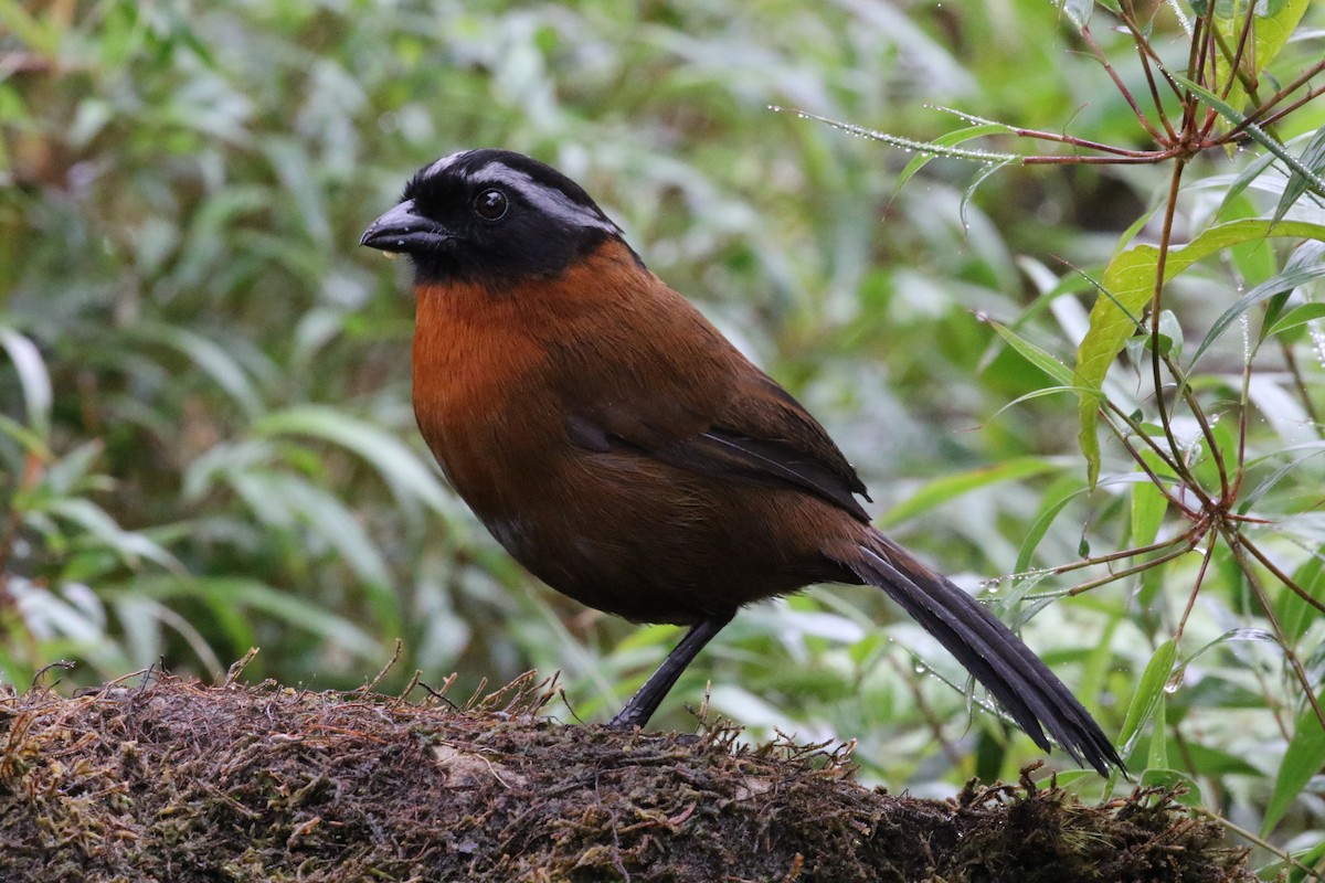 Tanager Finch - ML620764717