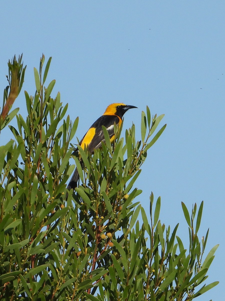 Hooded Oriole - Doug Lithgow