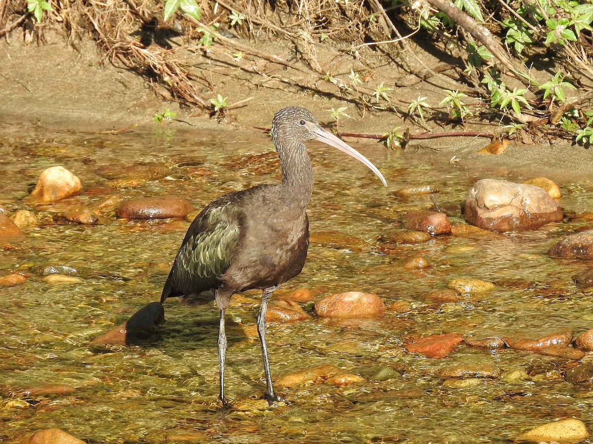 Puna Ibis - ML620764722