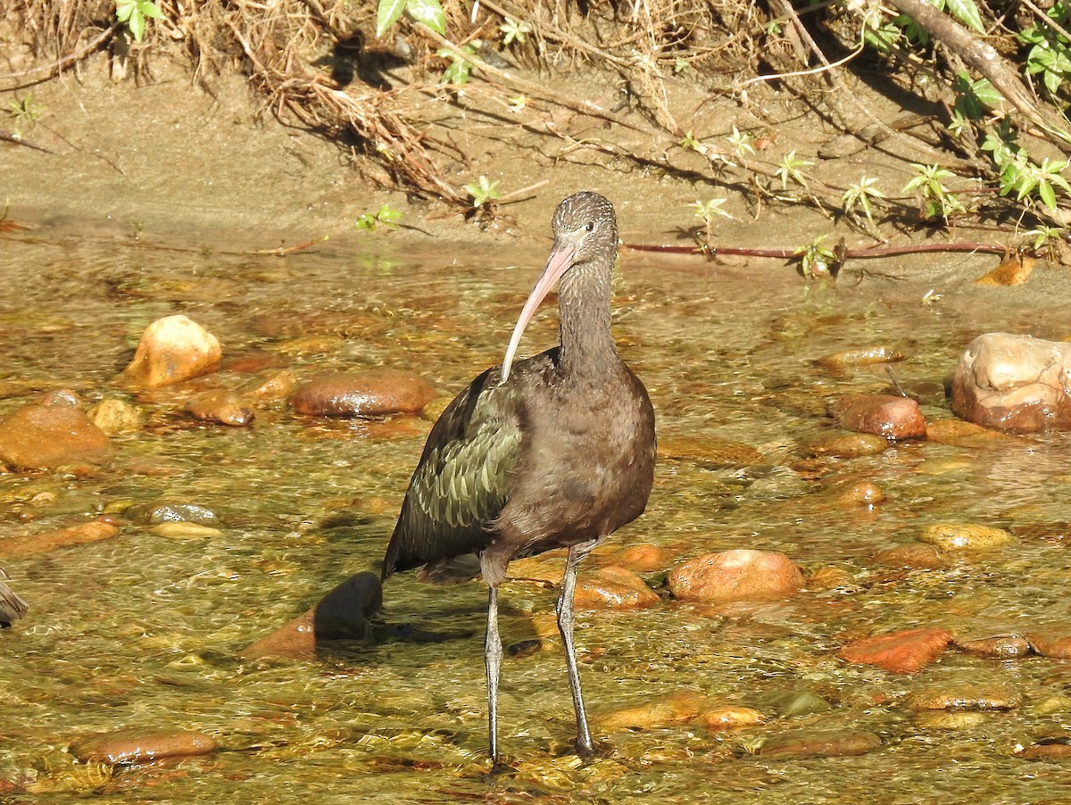 Puna Ibis - ML620764723