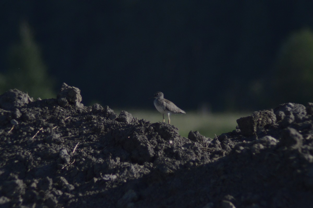 Wood Sandpiper - ML620764729