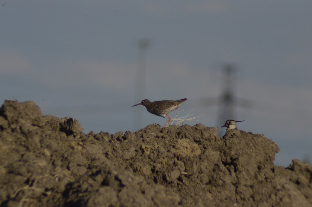 Common Redshank - ML620764734