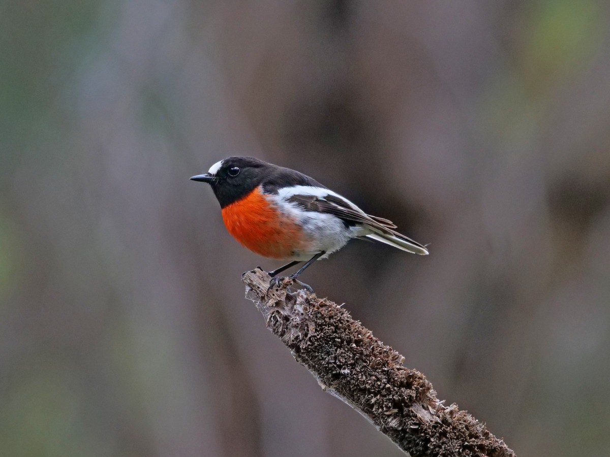 Scarlet Robin - ML620764739