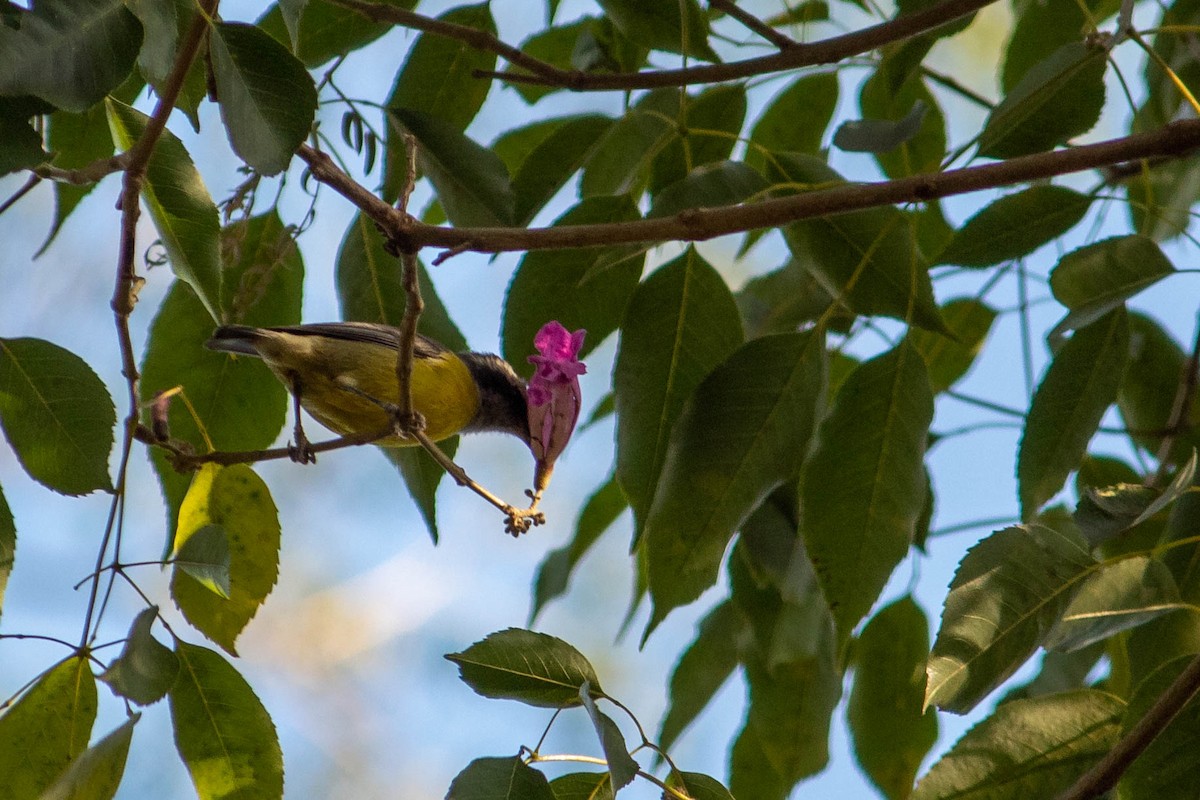 Bananaquit - ML620764740