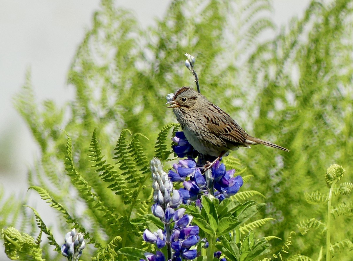 Lincoln's Sparrow - ML620764747