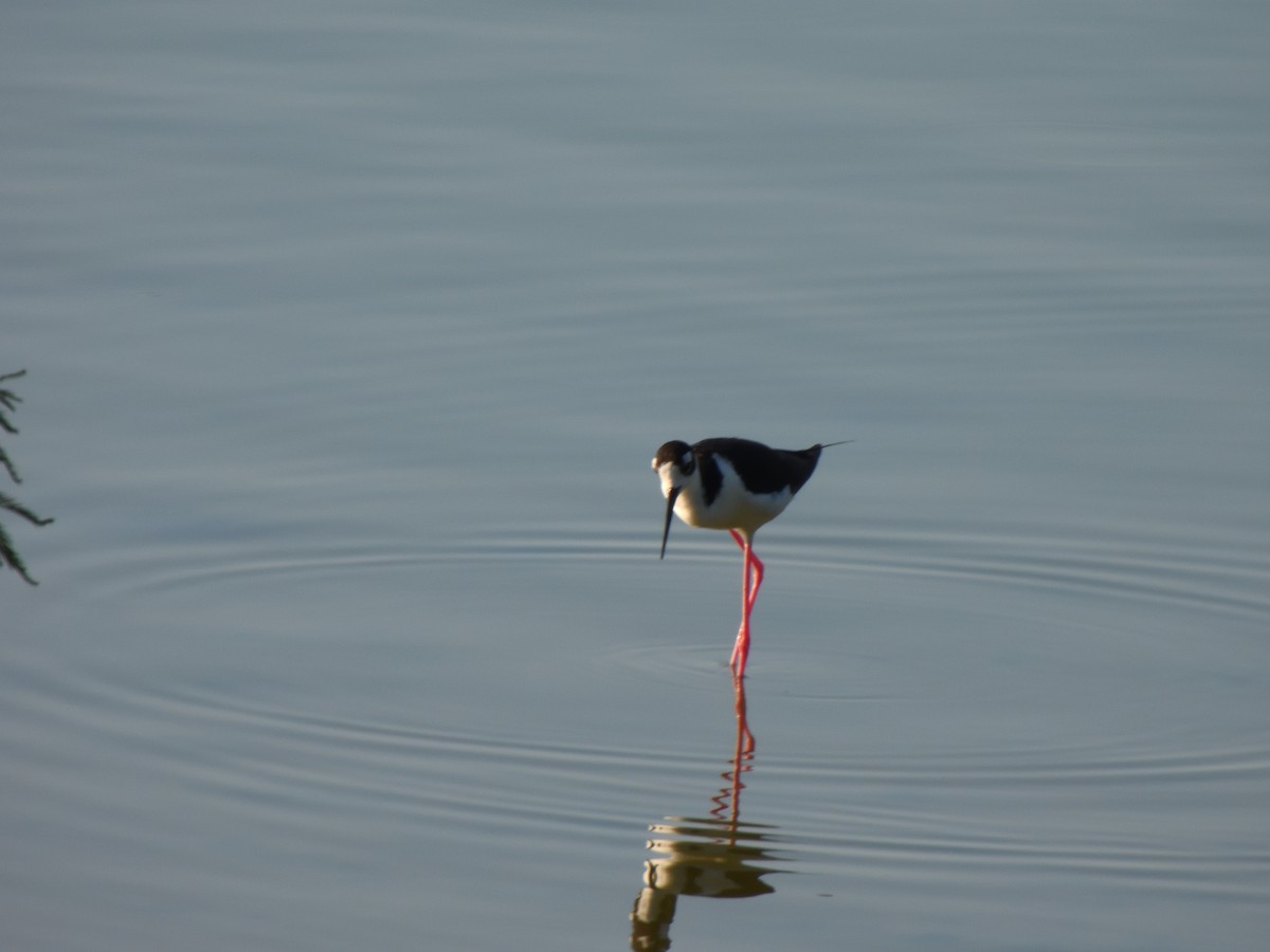 Black-necked Stilt - ML620764750