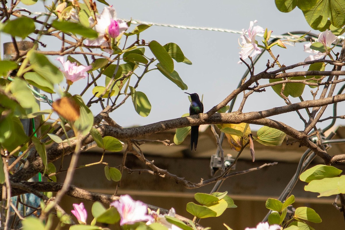 Swallow-tailed Hummingbird - ML620764752