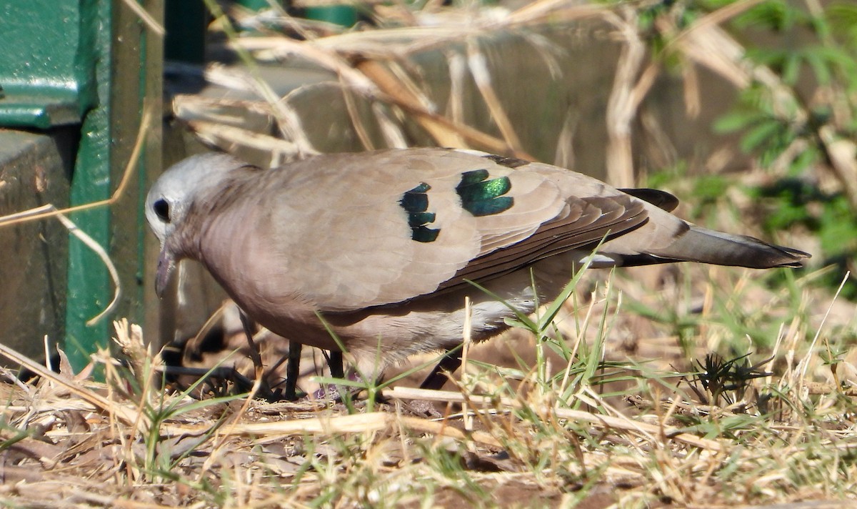 Emerald-spotted Wood-Dove - ML620764762