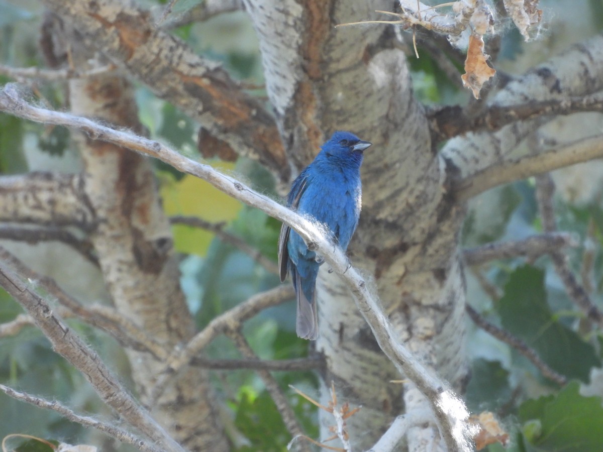 Indigo Bunting - ML620764766