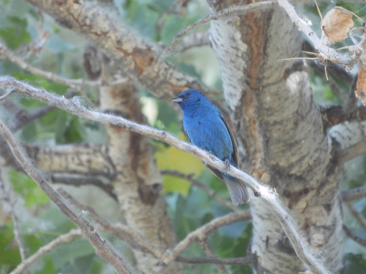 Indigo Bunting - ML620764767