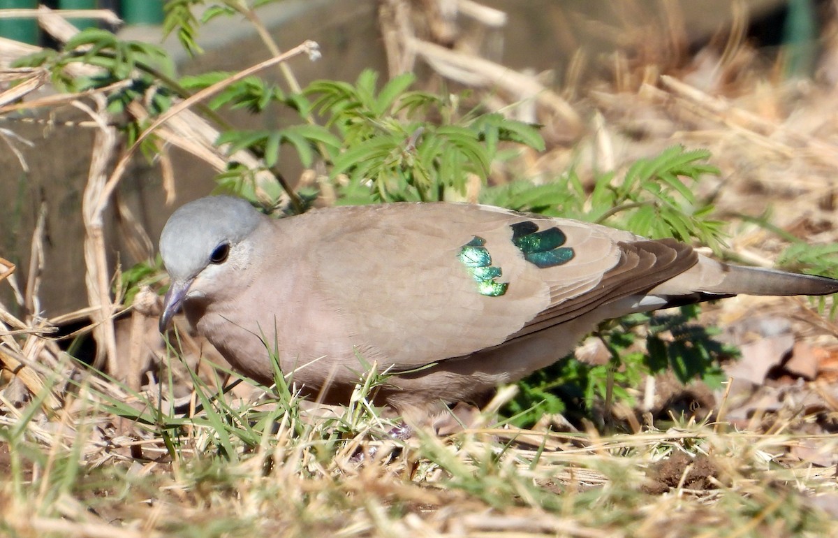 Emerald-spotted Wood-Dove - ML620764768