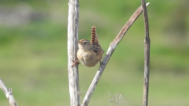 Grass Wren - ML620764769