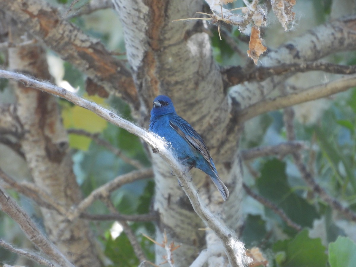 Indigo Bunting - ML620764770