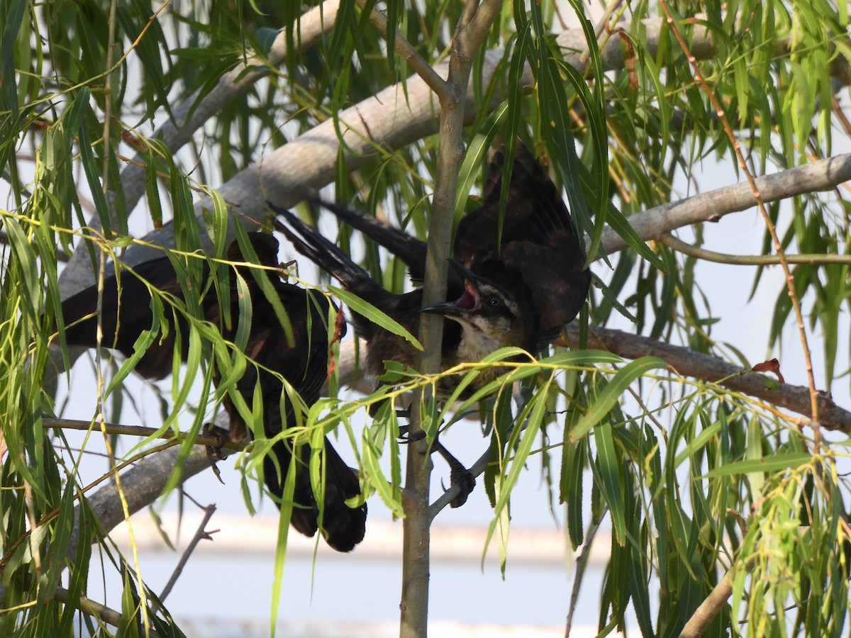 Great-tailed Grackle - ML620764780