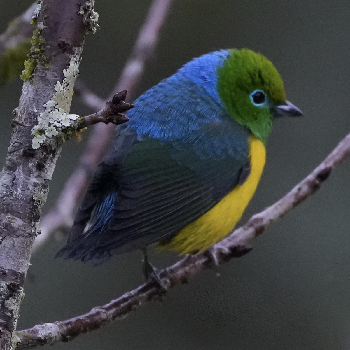 Blue-naped Chlorophonia - ML620764781