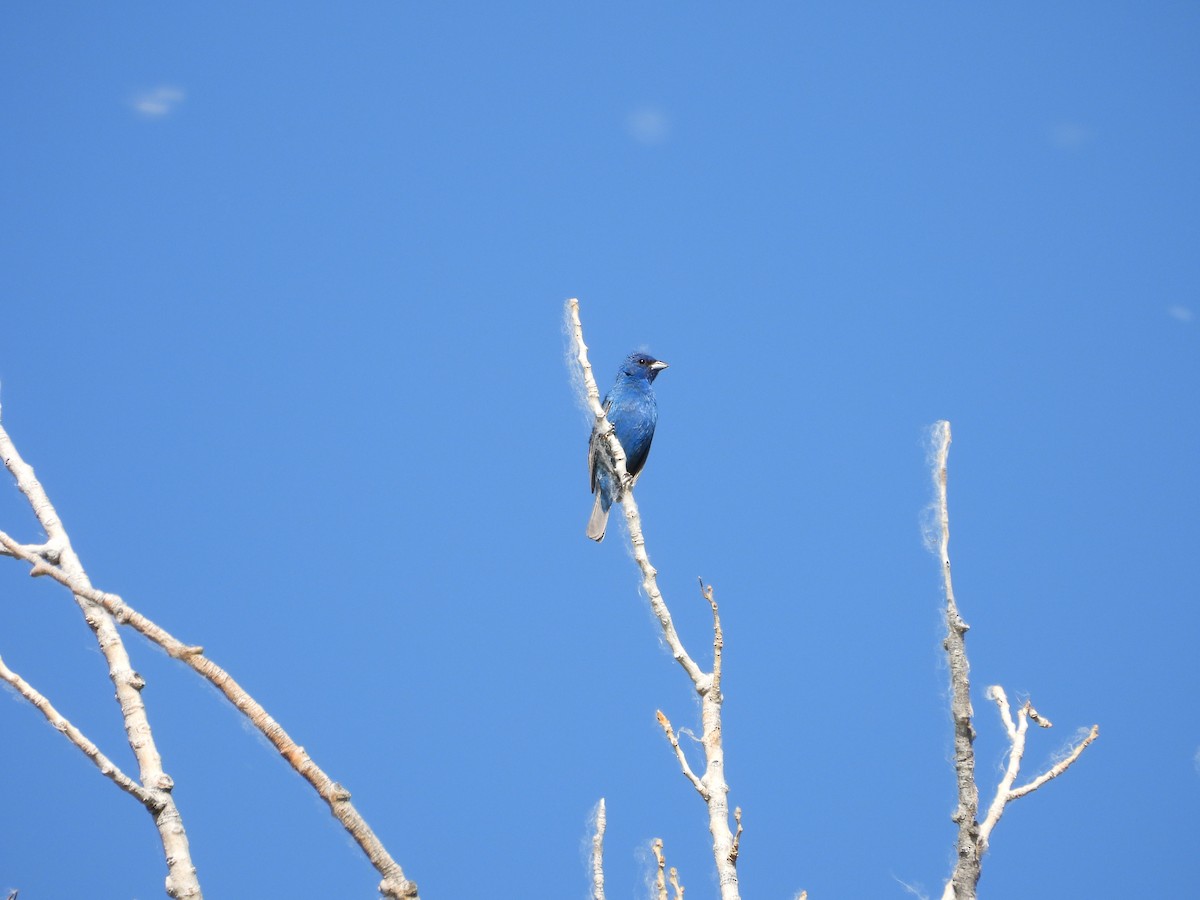 Indigo Bunting - ML620764792