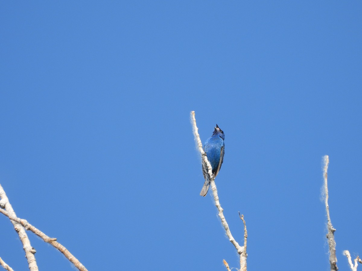 Indigo Bunting - ML620764793