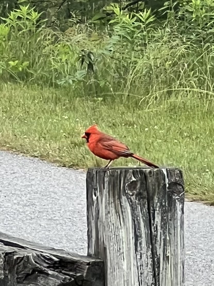 Northern Cardinal - ML620764797