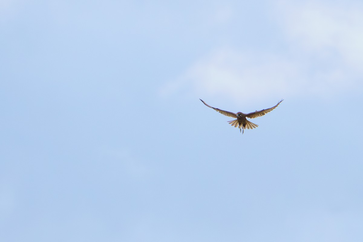 Brown Falcon - ML620764798