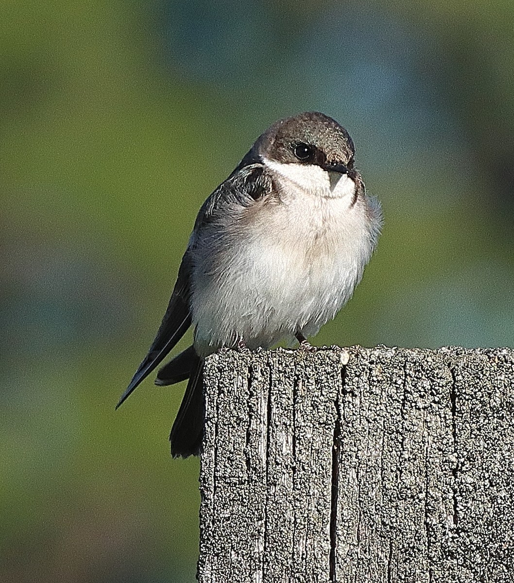 Tree Swallow - ML620764799