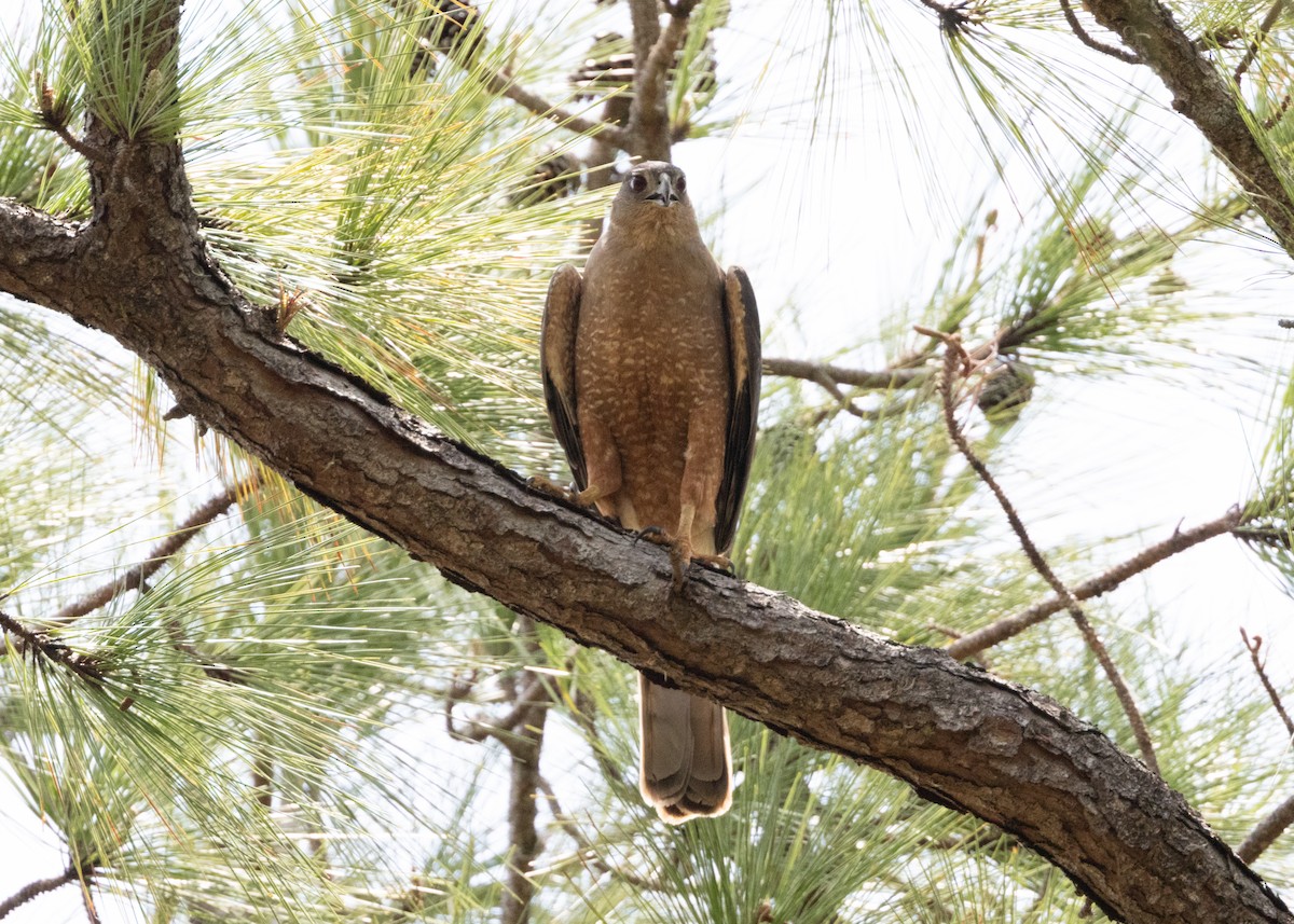 Gundlach's Hawk - Silvia Faustino Linhares