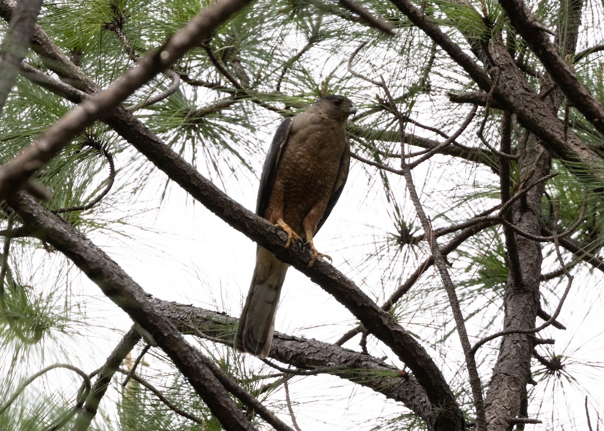 Gundlach's Hawk - Silvia Faustino Linhares