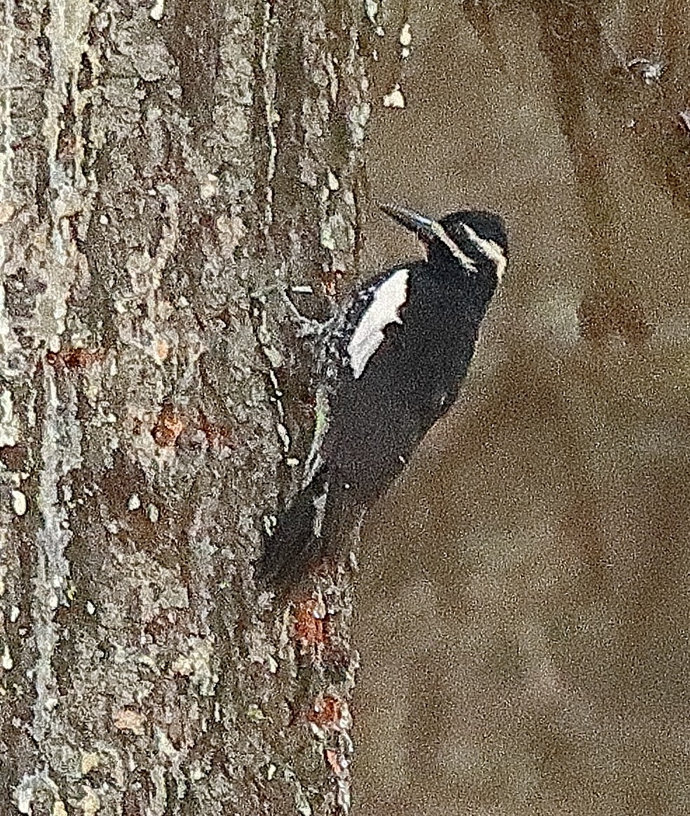 Williamson's Sapsucker - ML620764823