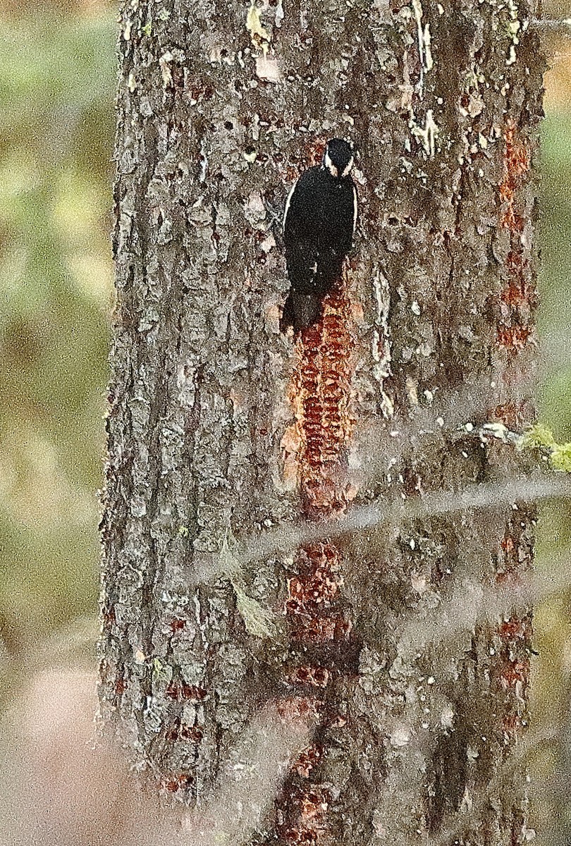 Williamson's Sapsucker - ML620764824