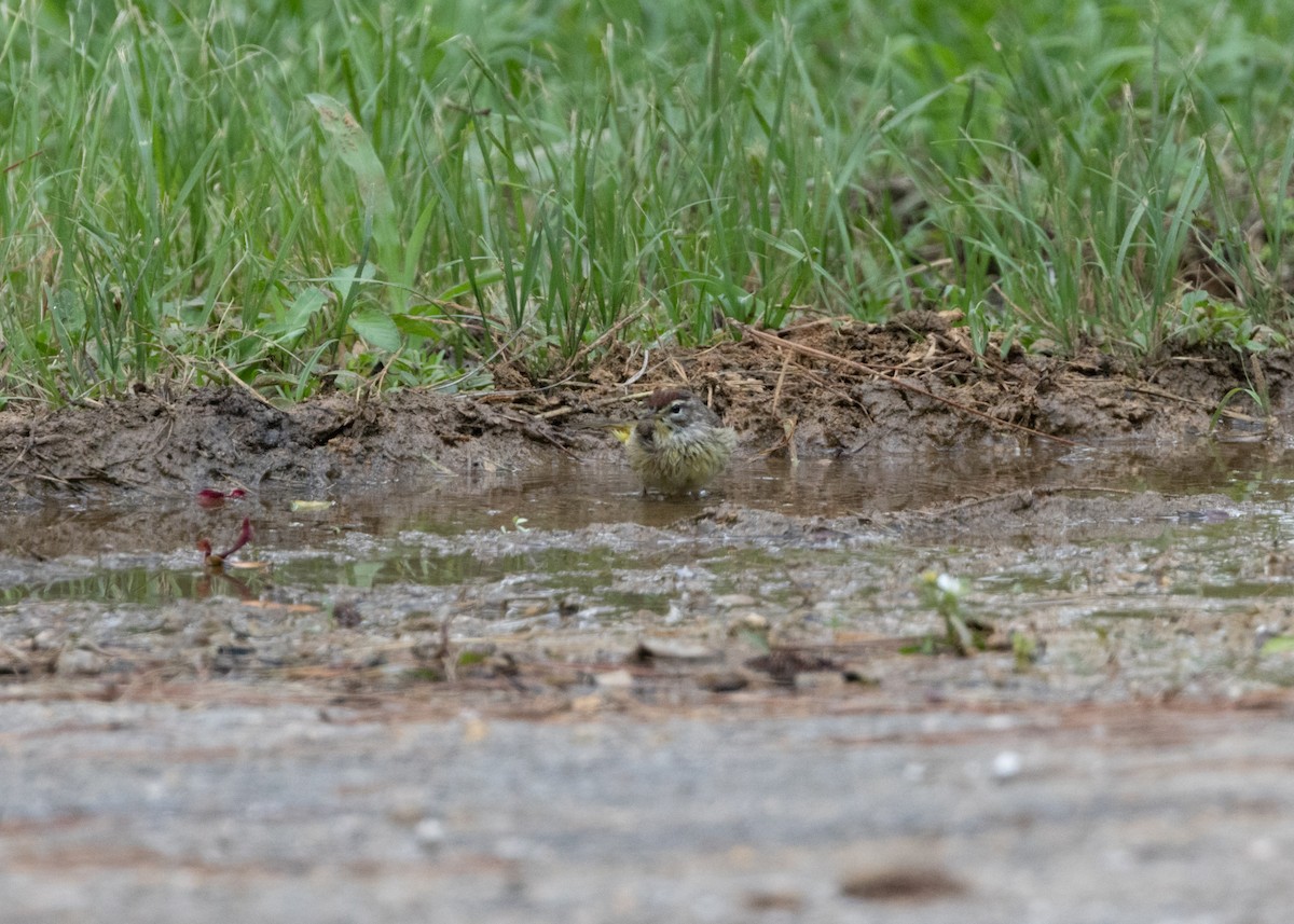 Palm Warbler (Western) - ML620764833