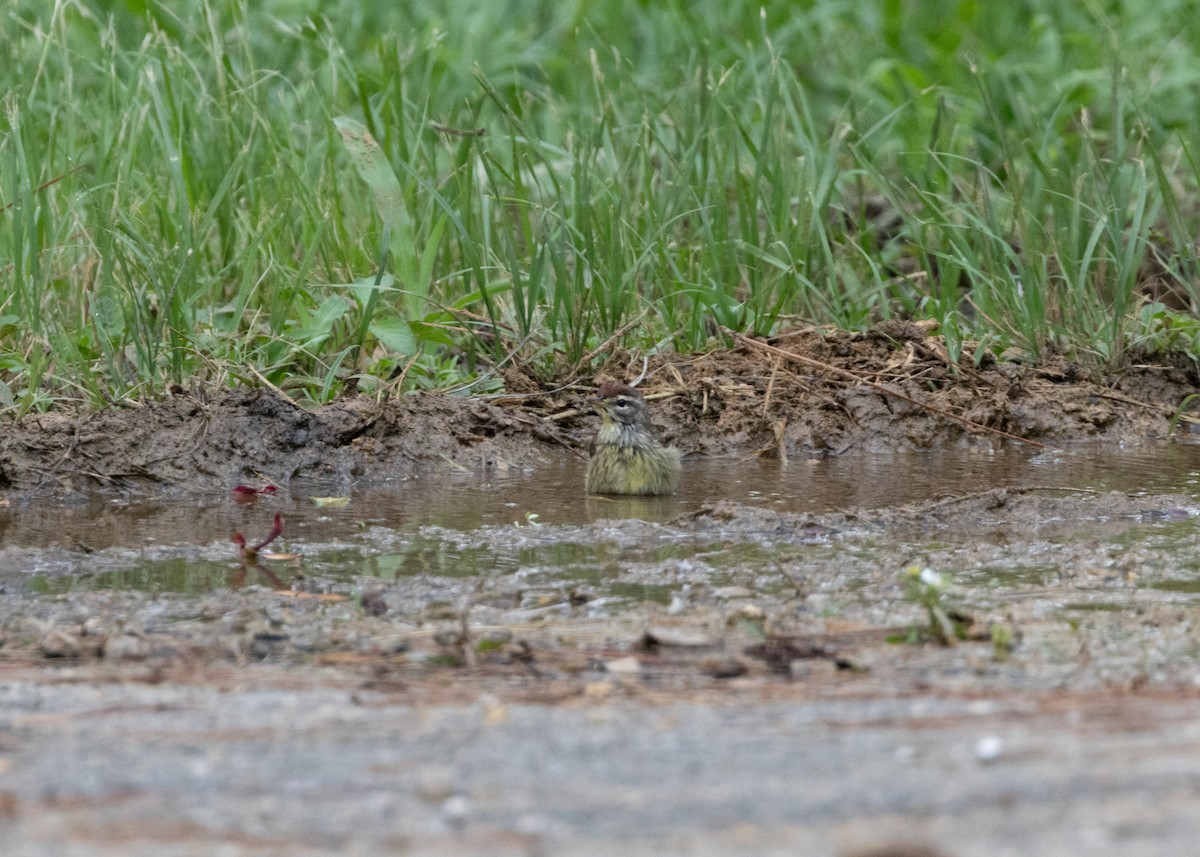 Palm Warbler (Western) - ML620764835