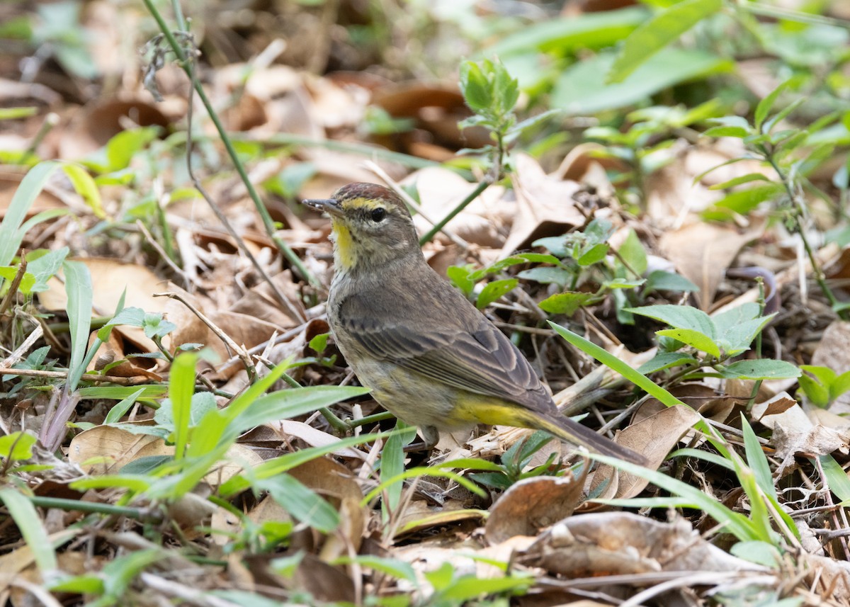 Paruline à couronne rousse (palmarum) - ML620764837