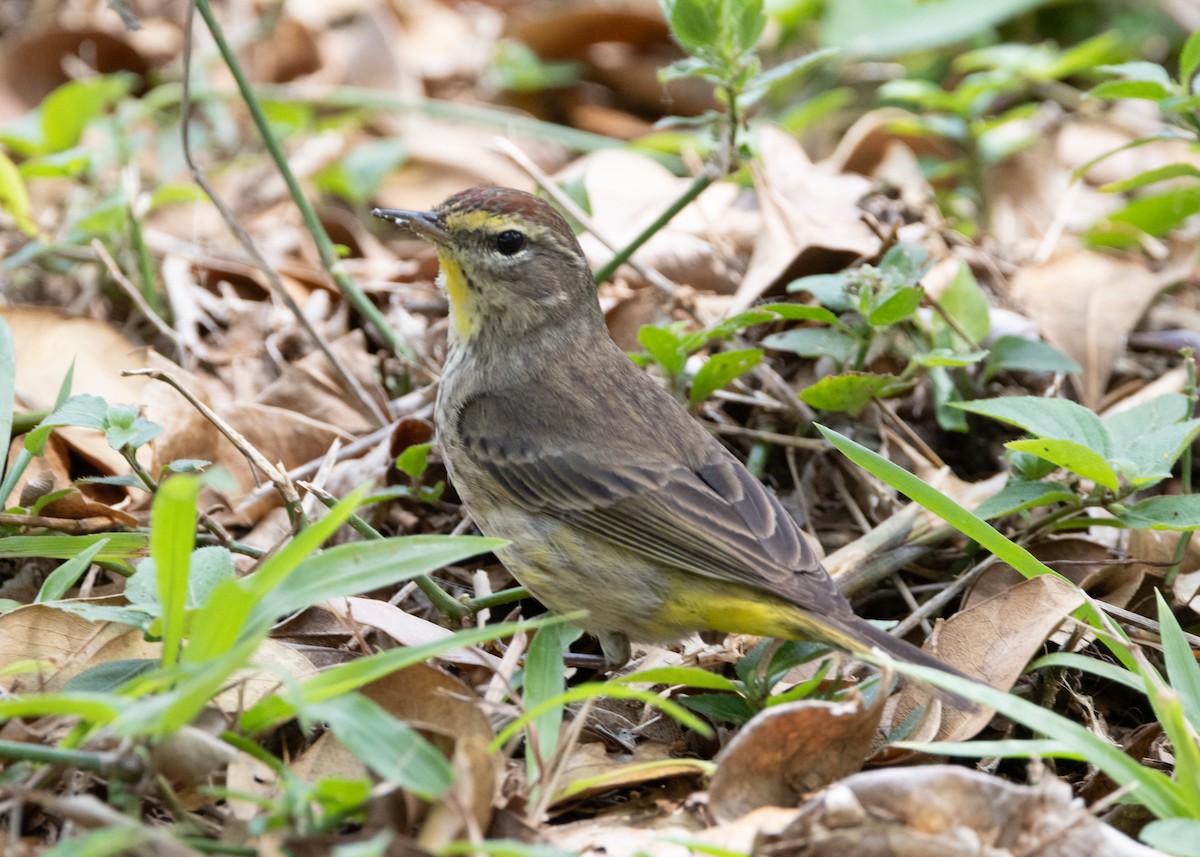 Paruline à couronne rousse (palmarum) - ML620764838