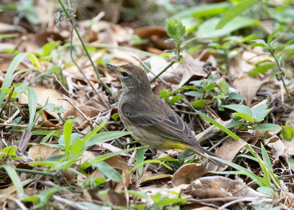 ヤシアメリカムシクイ（palmarum） - ML620764840