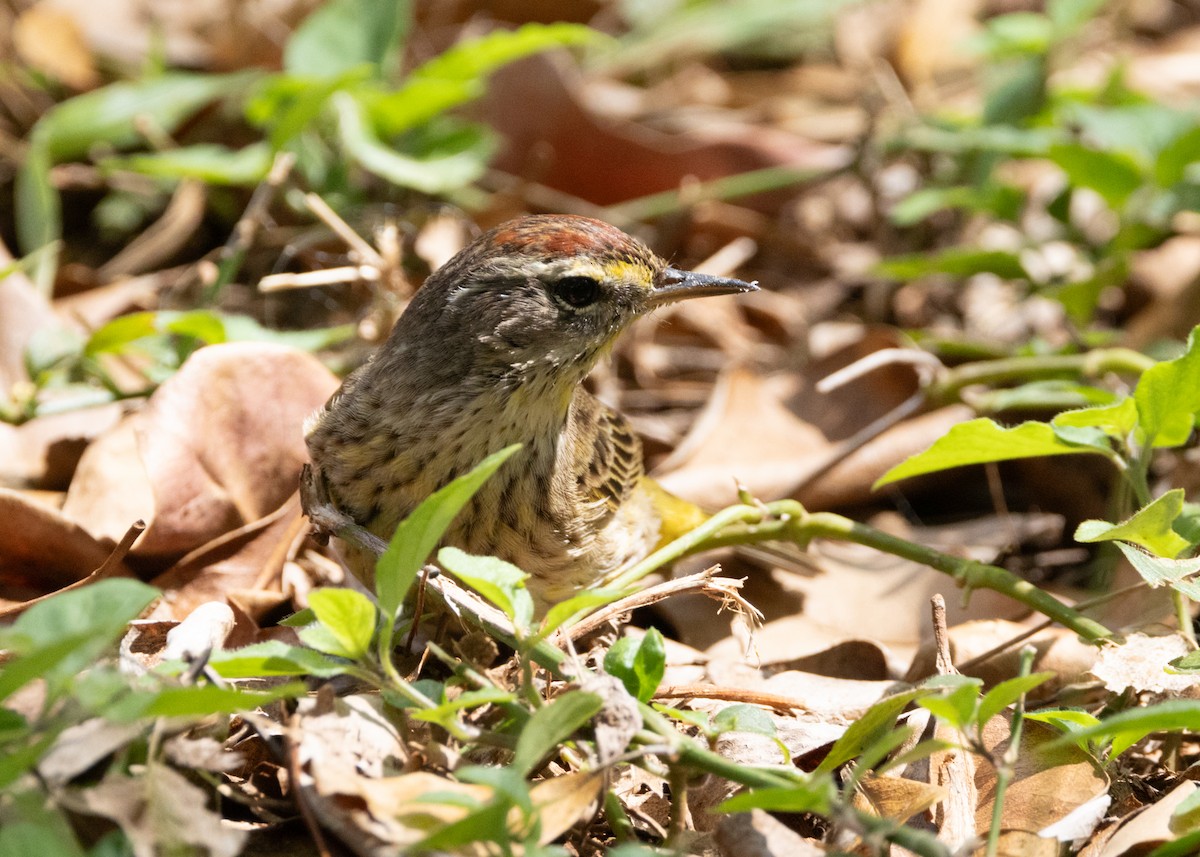 Reinita Palmera (palmarum) - ML620764841