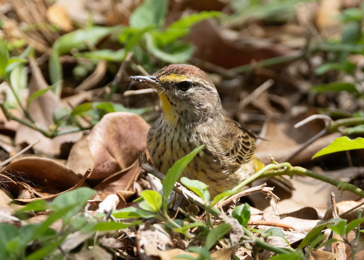 ヤシアメリカムシクイ（palmarum） - ML620764842