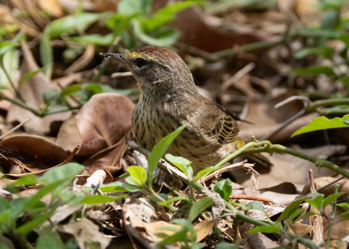 ヤシアメリカムシクイ（palmarum） - ML620764843