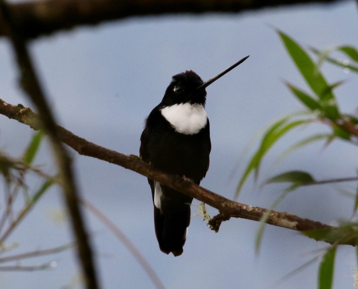 Collared Inca (Collared) - ML620764847