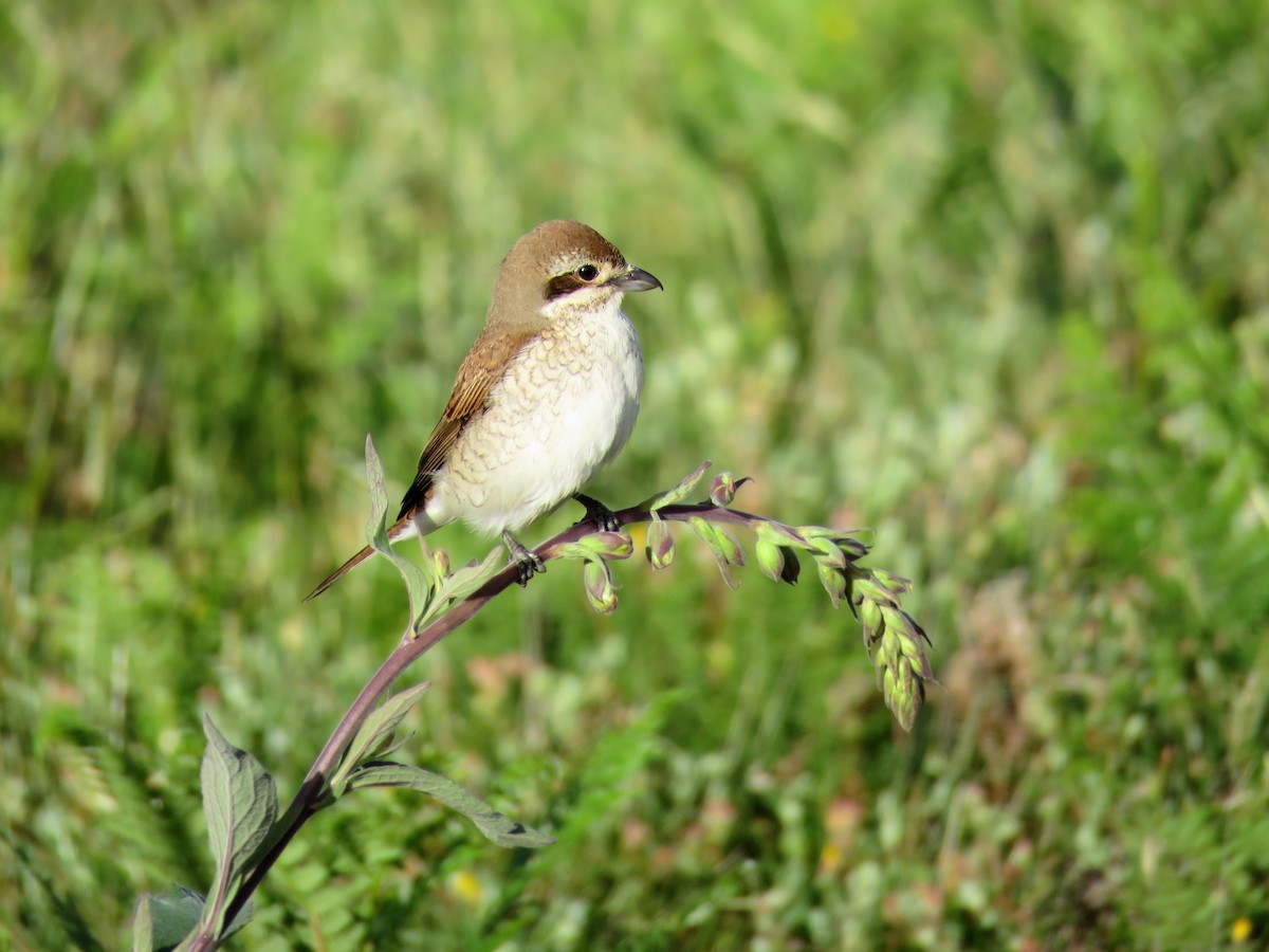 セアカモズ - ML620764849