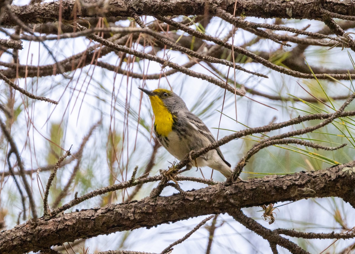 Olive-capped Warbler - Silvia Faustino Linhares