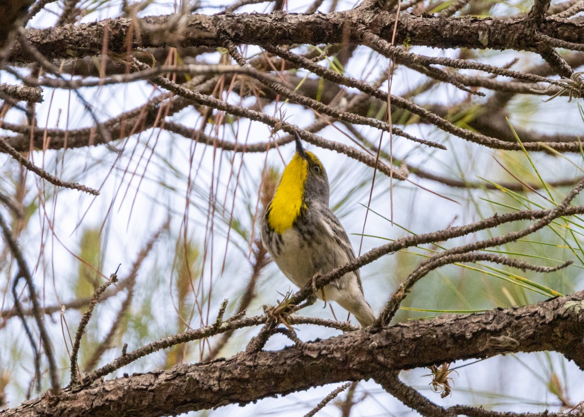 Olive-capped Warbler - ML620764853