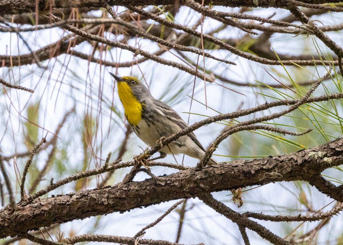 Olive-capped Warbler - ML620764854