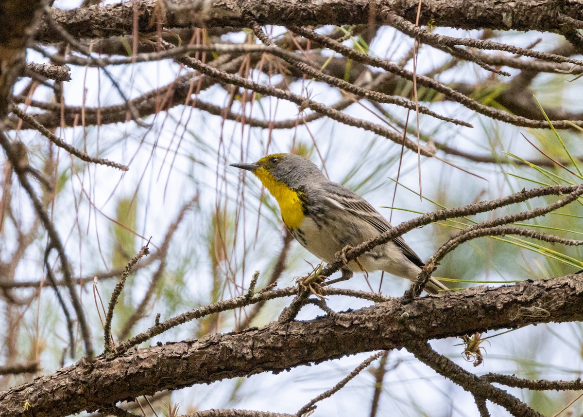 Olive-capped Warbler - ML620764855